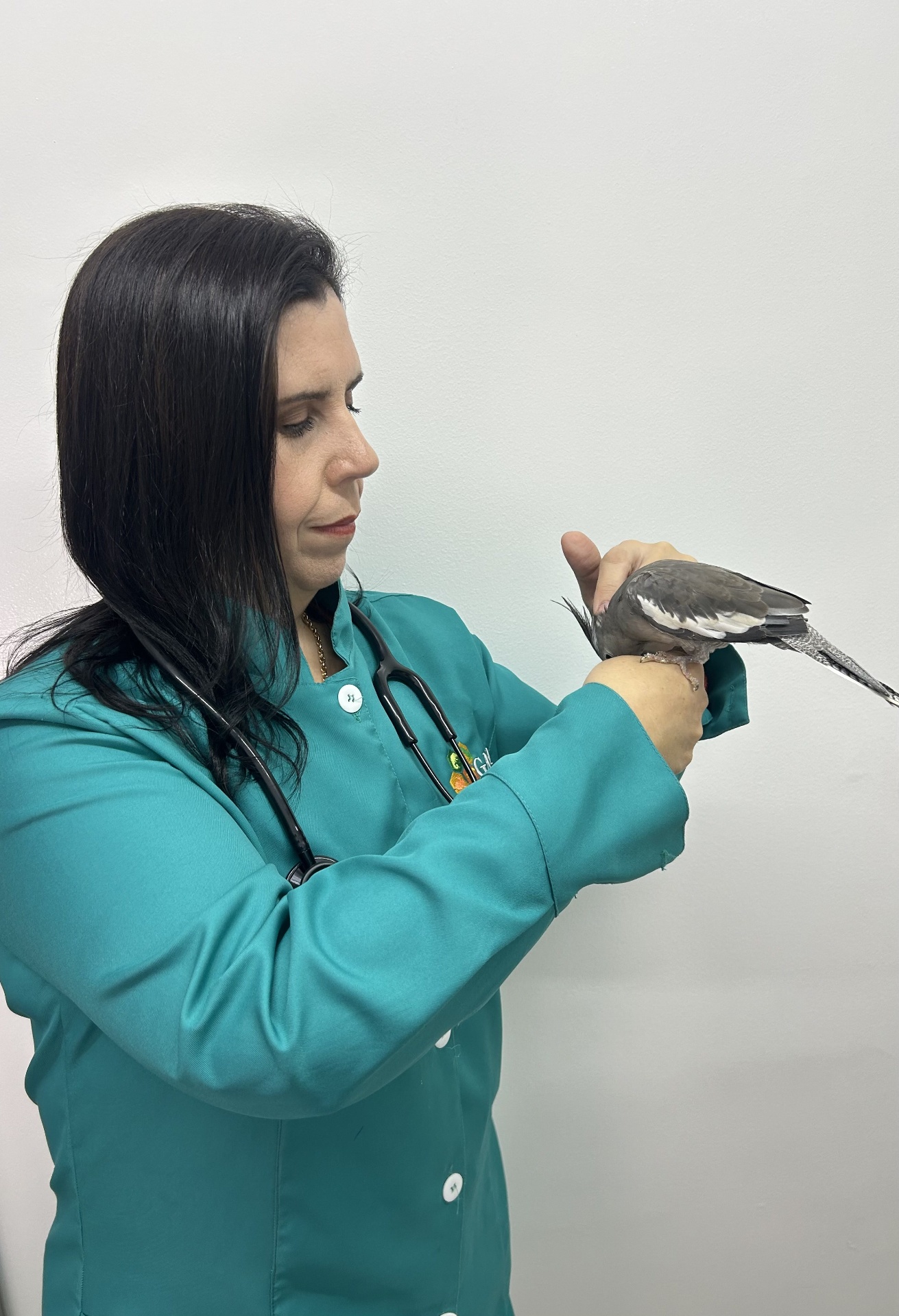 Dra. Ana examinando uma calopsita em consultório